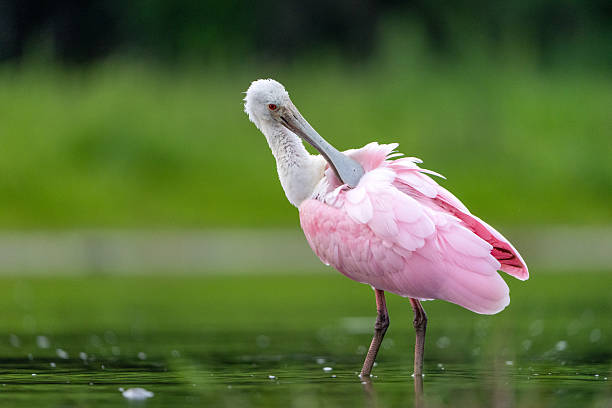istock Pink Feathers of a Preening Roseate Spoonbill with Green Backgro 2212662013