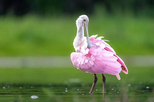 Roseate Spoonbill Standing in Water with Vibrant Pink Feathers D