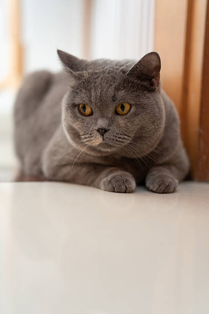 istock Close-up of a British shorthair cat lying down with its eyes looking forward 2212663575
