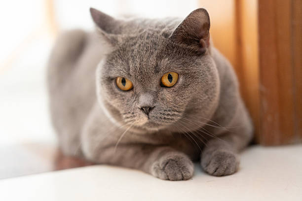 istock Close-up of a British shorthair cat lying down with its eyes looking forward 2212663582