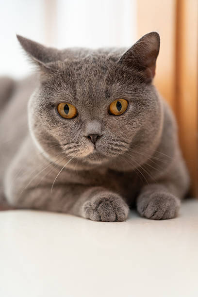 istock Close-up of a British shorthair cat lying down with its eyes looking forward 2212663583