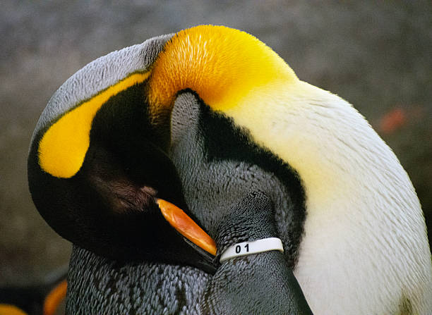Portrait of a penguin at a zoo.