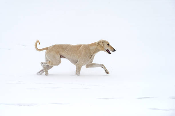 Male Kazakh greyhound (tazy) on a snowy day