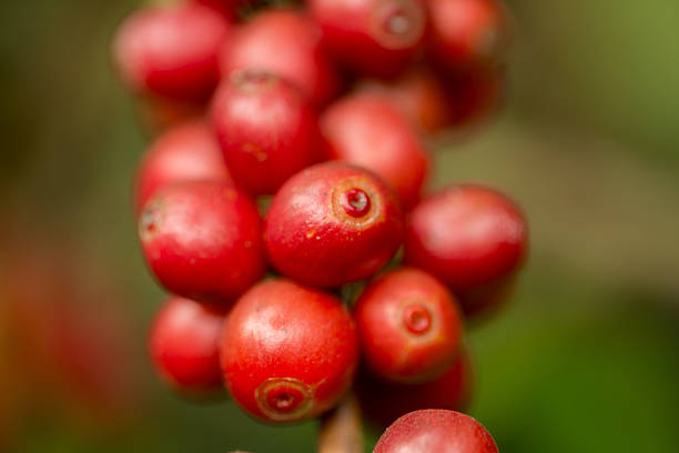Farmer concept harvest fruit ripe coffee seed robusta arabica berry close up fresh green leaf bean picking orange crop red yellow berries raw plant tree farm growth blur background eco organic garden