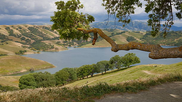 An afternoon walk in Lake Del Valle. Beautiful view of lake, green hills, trees and cows, blended into cloudy sky. A peaceful scene.