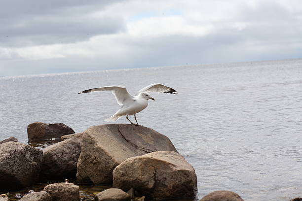 A seagull perched on a rock with its wings open. On the beach of Lake Michigan this Upper Peninsula shoreline is home a variety of bird species.