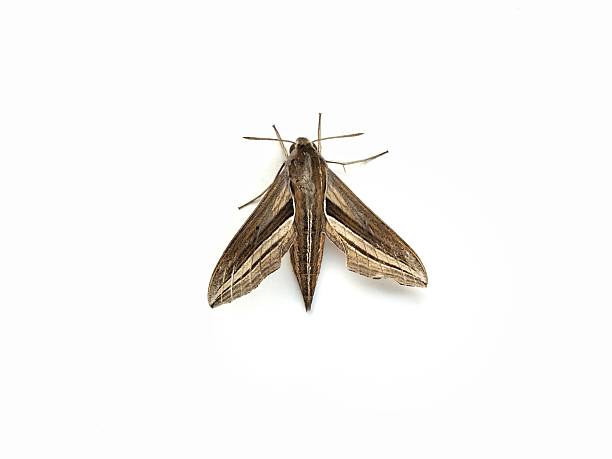 brown-banded hunter hawkmoth (Theretra silhetensis) isolated on white background