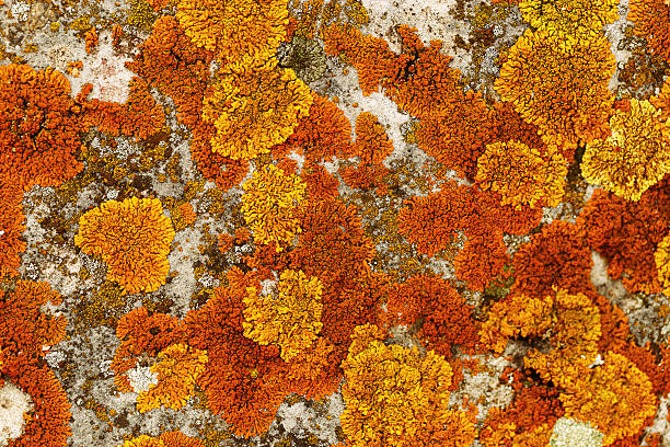 istock Lichens and mosses in various shapes, forms and textures on surface of rocks as natural environment pattern or textured background, top view colorful nature pattern, biological aesthetic 2212671654