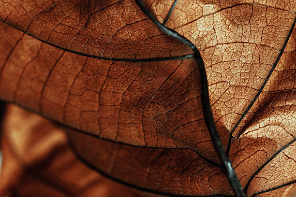 istock Autumn Dried leaf close up with natural veins pattern, brown leaf as nature background. Trend botanical design backdrop, environment pattern, fall seasonal still life macro trend, soft focus 2212672273