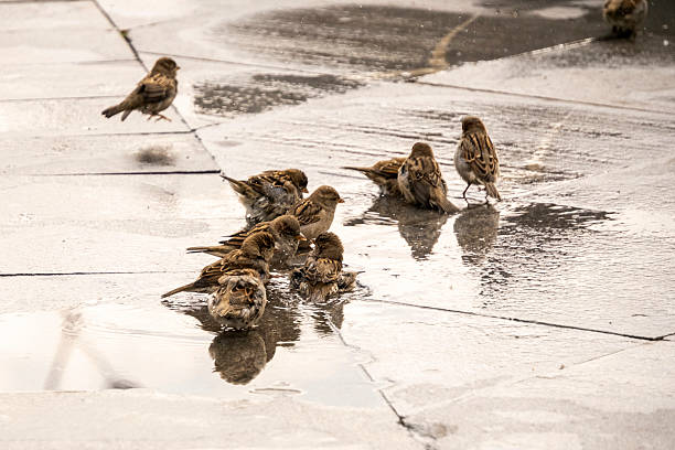 Sparrows Gathering on Wet Pavement After Rain Shower