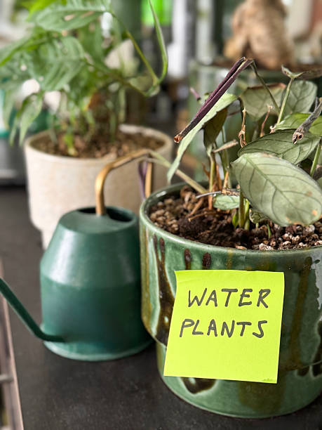 istock Image of water plants note on stickies / handwritten post-its with care reminders, daily message prompts 2212672941