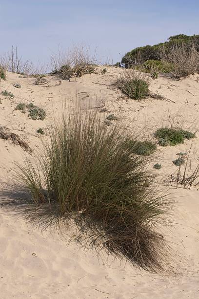 istock Ammophila arenaria flower 2212673356