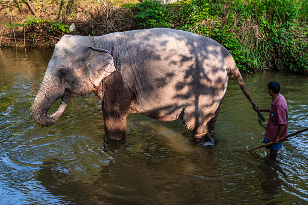Majestic Asian elephant raising its trunk against a backdrop of dense green leaves, basking in natural sunlight.