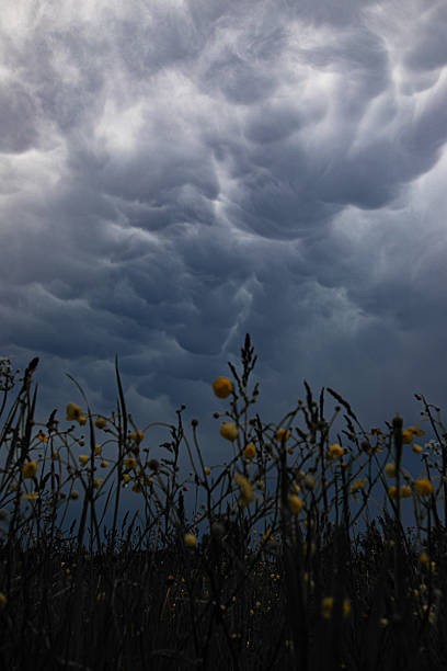 Dark mammatus storm clouds hover above a field of yellow wildflowers, creating a powerful contrast between the softness of nature and the intensity of the sky. The scene captures the beauty and unpredictability of weather phenomena.