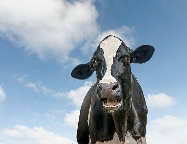 Portrait of black and white cow, blue sky and lofty clouds behind