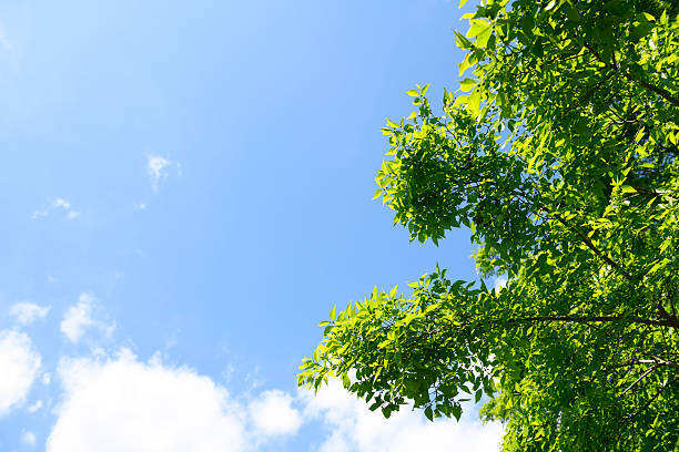 istock Looking up at the natural frame of treetops 2212676394