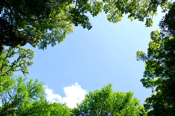 istock Looking up at the natural frame of treetops 2212676396