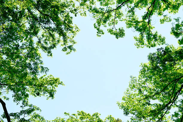 istock Looking up at the natural frame of treetops 2212676398