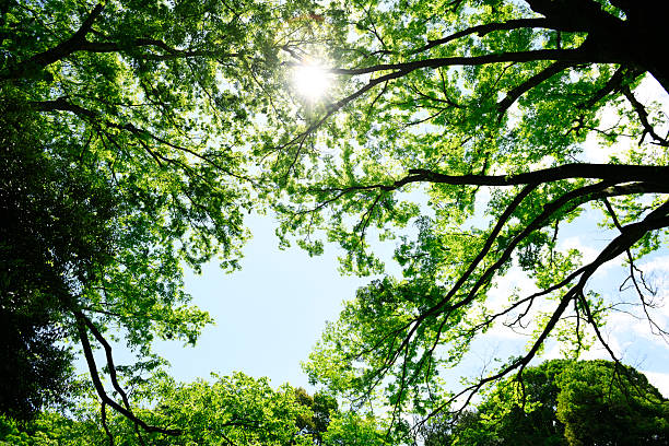 Looking up at the natural frame of treetops in early summer.