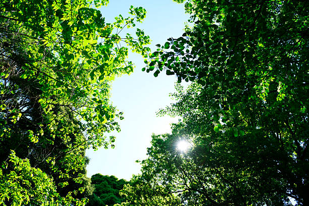 Sunlight with beautiful beams bursts through dense foliage, illuminating a bright blue sky dotted with clouds. The scene captures the warmth of midday and the tranquil beauty of nature.