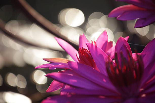 istock Vibrant Pink Lotus Blossoms Surrounded by Soft Glimmering Light 2212676802
