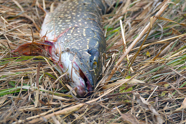 A pike caught on dry autumn grass. Pike on the grass. Selective focus