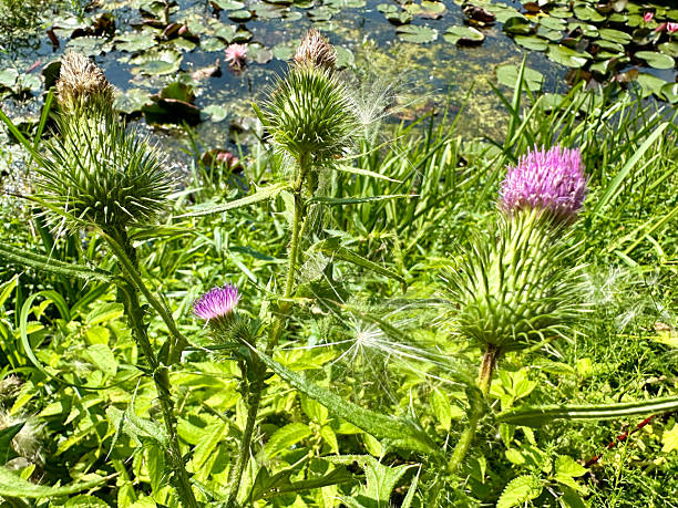 istock Blooming purple thistles at water's edge in summer 2212681204
