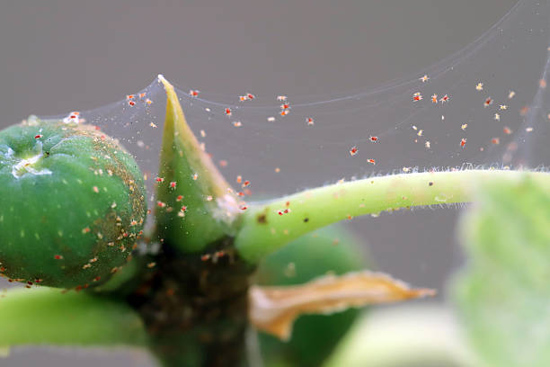 istock Twospotted Spider Mite (Tetranychus urticae) in motion on an fig grown in the garden. 2212681502