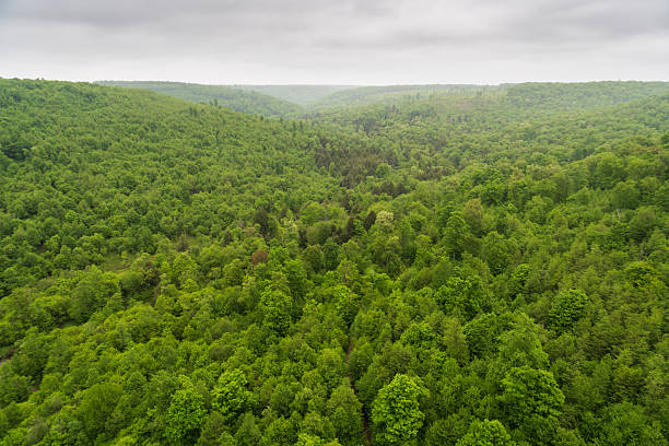 istock Kinzua Bridge State Park in Pennsylvania 2212682492