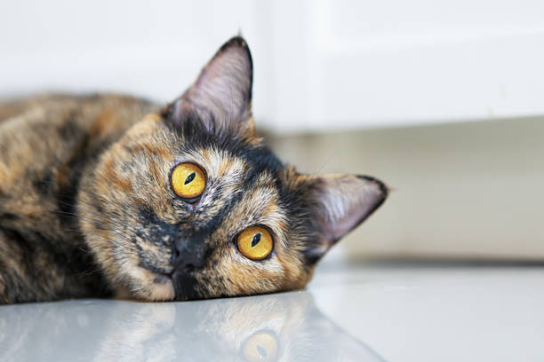 Close up of tortoiseshell cat lay down on room floor