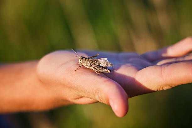 A katydid insect standing on the handle of a car.