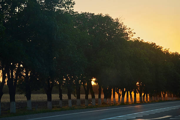 Traffic on the road during sunset. The sun is shining through the trees