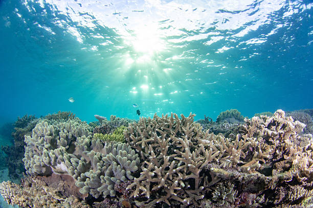 istock Beautiful underwater scenery of coral reefs 2212686971