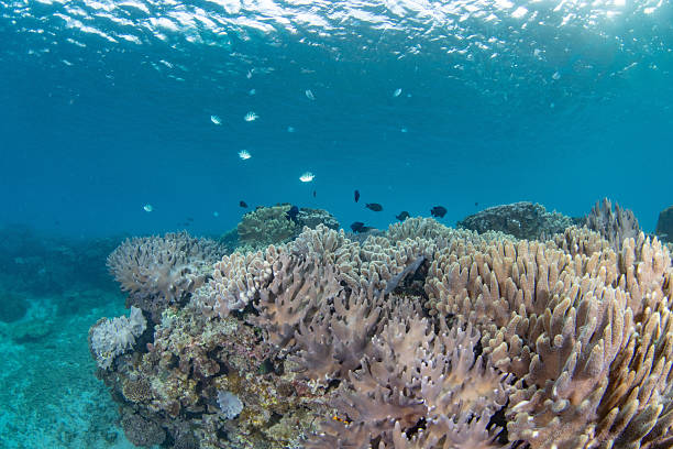 istock Beautiful underwater scenery of coral reefs 2212687030