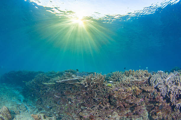 istock Beautiful underwater scenery of coral reefs 2212687300
