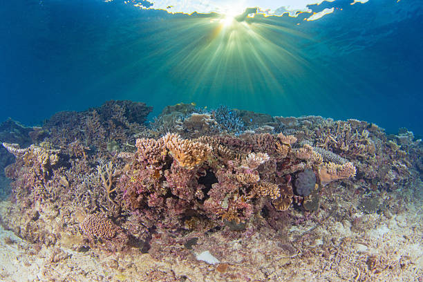 istock Beautiful underwater scenery of coral reefs 2212687303