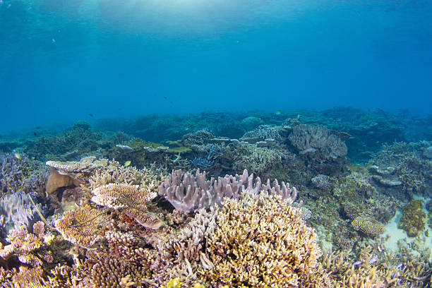 istock Beautiful underwater scenery of coral reefs 2212687390