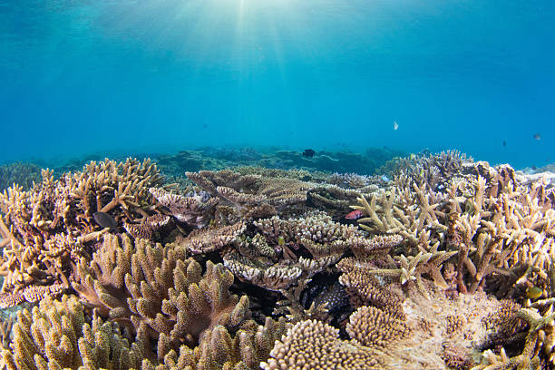 istock Beautiful underwater scenery of coral reefs 2212687418