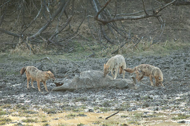 istock Golden jackals feeding on a zebu's body. 2212687665