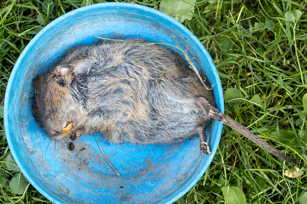 A small, deceased rodent, identified as a mouse, lies supine on the ground amidst green grass, dry foliage, and dark soil