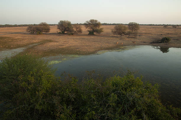istock Lagoon and plain in Keoladeo Ghana National Park. 2212687795