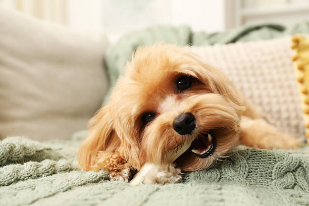 istock Cute dog with chew bone on sofa at home 2212688145
