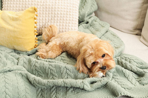 Cute dog with chew bone on sofa at home