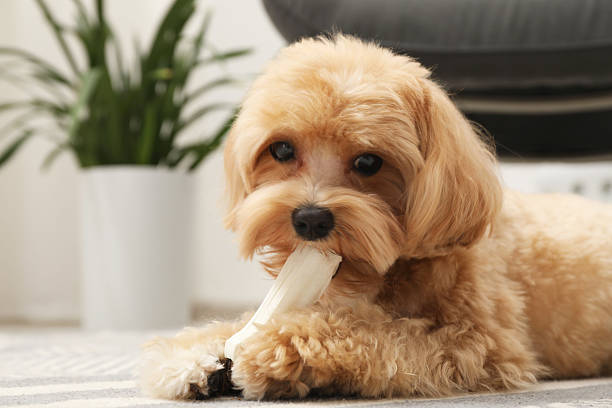 istock Cute dog with chew bone on floor at home, space for text 2212688232