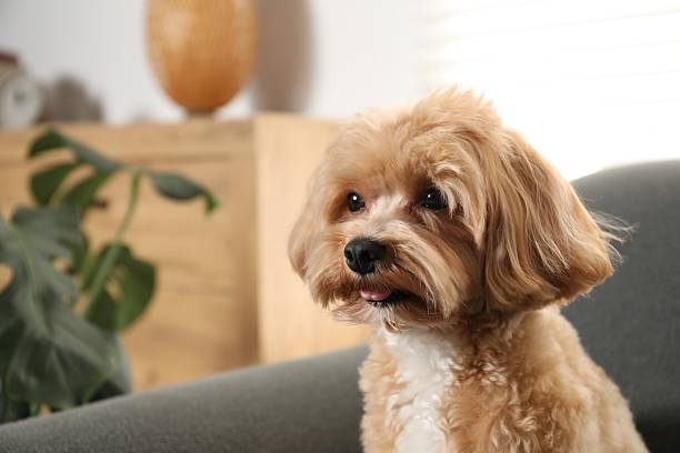 istock Cute Maltipoo dog at home, space for text 2212688242