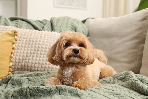 istock Cute Maltipoo dog on sofa at home 2212688286