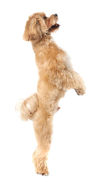 istock Cute Maltipoo dog on white background. Lovely pet 2212688329