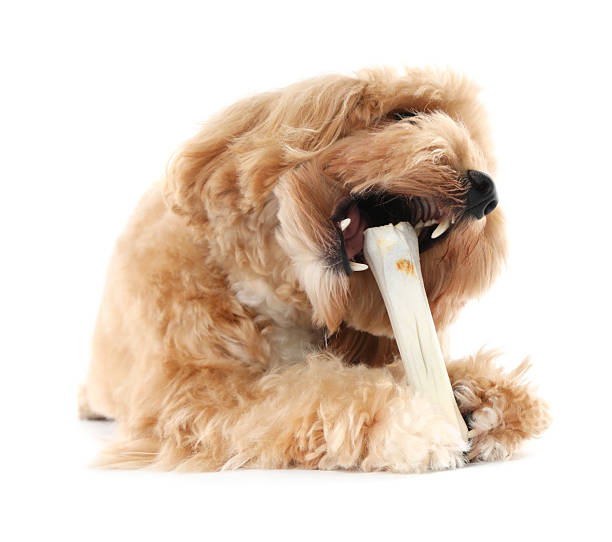 istock Cute dog with chew bone on white background 2212688331