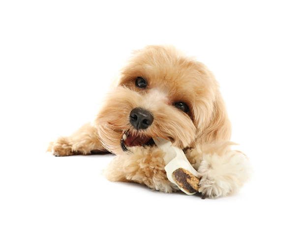 istock Cute dog with chew bone on white background 2212688335