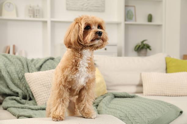 istock Cute Maltipoo dog on sofa at home 2212688354